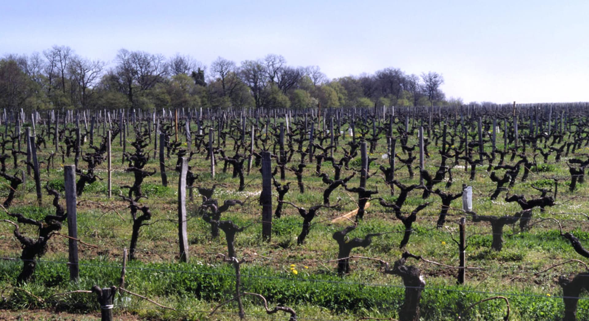 Bergerac et Monbazillac : le vignoble que Bordeaux éclipse